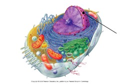 <p>organelle that contains DNA and controls processes of cell</p>