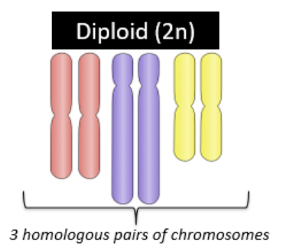 <p>contains two chromosomes (one homologous pair) of each type</p><ul><li><p>two copies of every gene with different versions of genes</p></li></ul><p></p>