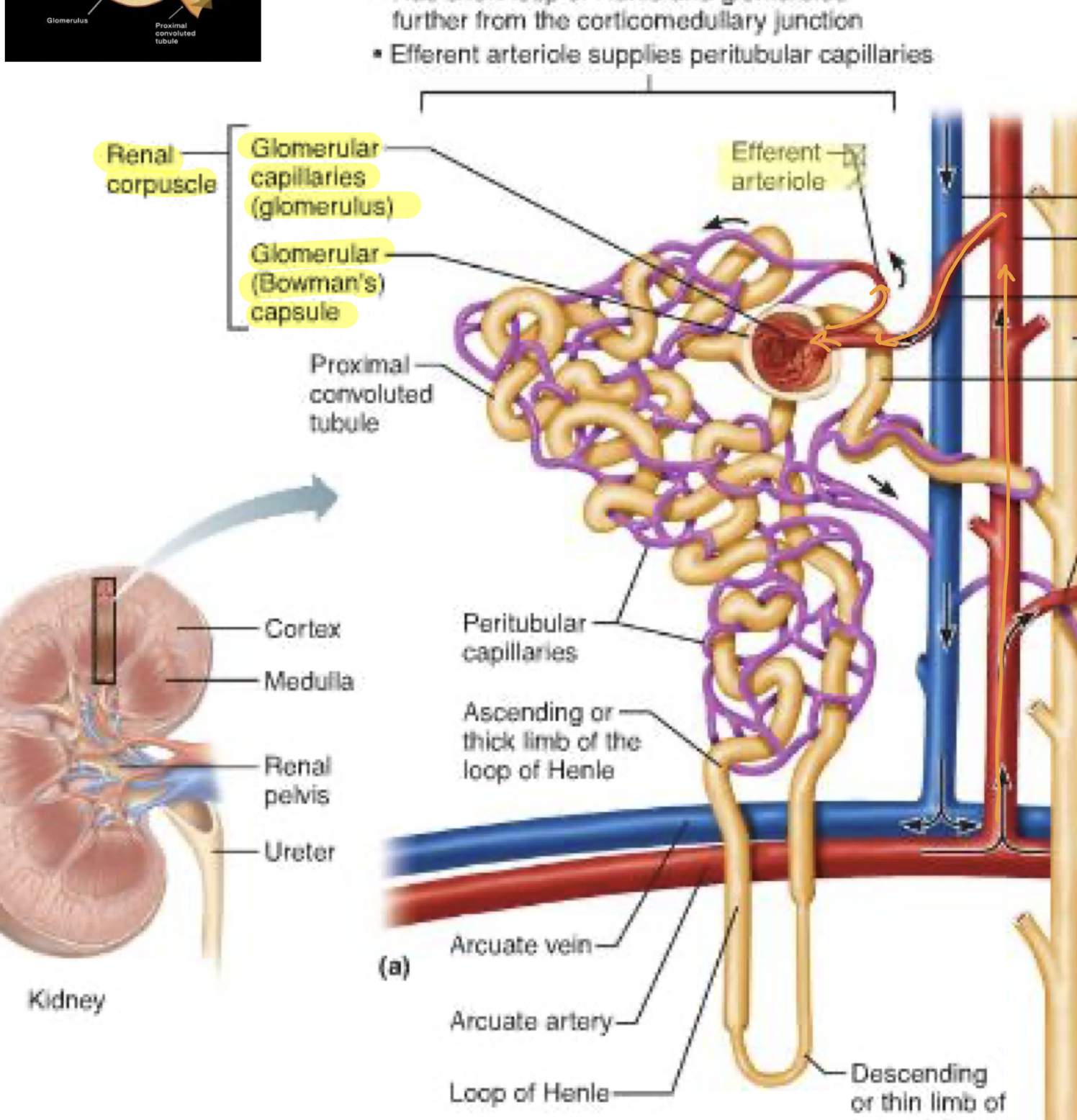 <p>Efferent arterioles turn into the peritubular capillaries, which pass along the length of the loop of</p>