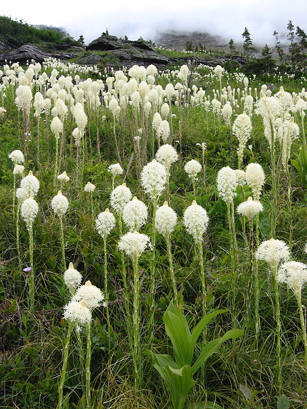 <p>Beargrass</p>