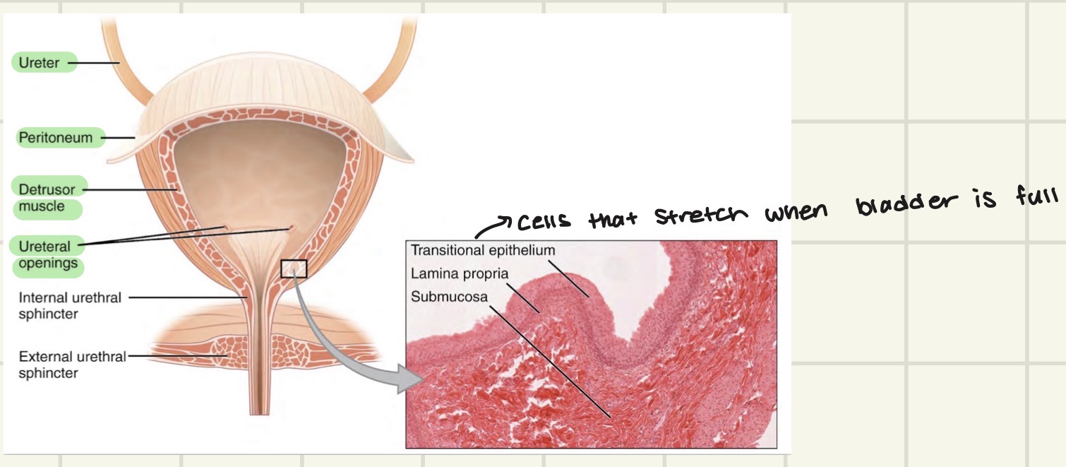 <p>Answer: The trigone.</p><p>Extra Information:</p><ul><li><p>The ureteral orifice is one of the bladder structures highlighted on the slide.</p></li></ul><p>The trigone of the bladder is a smooth, triangular area located at the base of the urinary bladder</p>