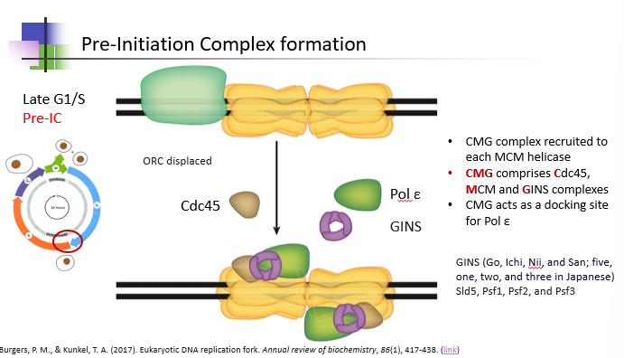 <p><strong>in late G1/S phase</strong></p><ul><li><p>the inactive<strong> pre-replicative complex</strong> (ORC, Cdc6, Cdt1 + 2 x MCM2-7 helicase) is activated to form the <strong>pre-initiation complex:</strong></p></li><li><p>the <strong>CMG </strong>complex (<strong>C</strong>dc45, <strong>M</strong>CM + <strong>G</strong>INS) is recruited to each MCM helicase, and acts as a docking site for inactive <strong>pol-epsilon </strong>on the <strong>leading </strong>strand</p></li><li><p><strong>DDK </strong>and <strong>CDK </strong>(kinases) <strong>phosphorylate </strong>the MCMs and other binding proteins to activate the PIC</p></li></ul><p></p>
