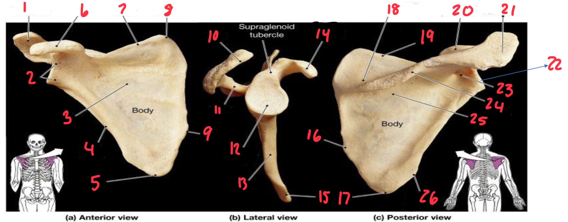 <p>14</p>