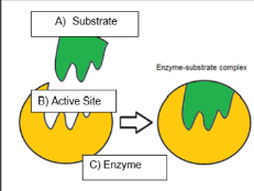 <p>An enzyme is a<strong> biological catalyst</strong> that speeds up the rate of reaction without being used up. Enzymes have an <strong>active site</strong> with a specific shape that fits with a complementary <strong>substate</strong> to form an <strong>enzyme-substrate complex.</strong></p>