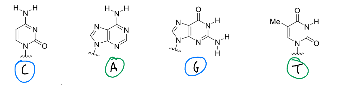 <p>show H bonding pairs and how they form their H bonds</p><p>tip for drawing them?</p>