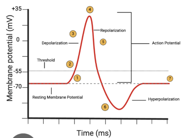 <ol><li><p><span style="background-color: transparent;">The voltage of the local membrane becomes less positive- resulting in the membrane reaching the ‘threshold’</span></p></li><li><p><span style="background-color: transparent;">Once the threshold is reached, voltage-gated sodium ion channels open, allowing sodium ions to flood into the cell: further depolarising the membrane</span></p></li><li><p><span style="background-color: transparent;">More voltage-gated sodium ion channels open- causing rapid depolarisation along the length of the membrane until the channels are inactivated and close</span></p></li><li><p><span style="background-color: transparent;">Voltage peaks at around +35mV- at which point, the membrane begins to repolarise</span></p></li><li><p><span style="background-color: transparent;">Repolarisation occurs due to the slow opening of potassium channels, and the outflow of potassium ions&nbsp;</span></p></li><li><p><span style="background-color: transparent;">Potassium ion channels stay open for a time, so that the membrane is briefly hyperpolarised&nbsp;</span></p></li><li><p><span style="background-color: transparent;">Resting membrane potential is restored as sodium ions leak in, and extracellular potassium ions are removed by astrocytes</span></p></li></ol><p></p>