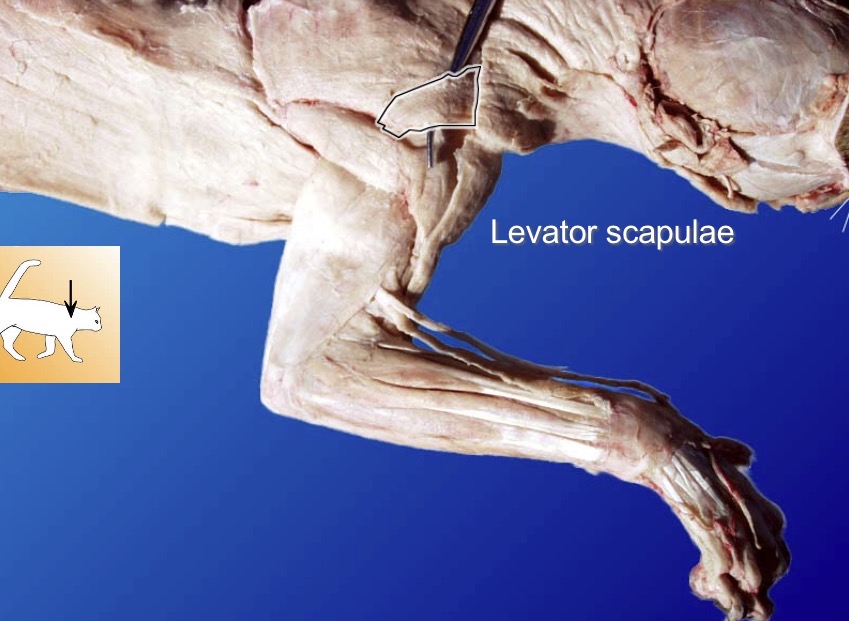 <p>action: elevates scapula </p><p>s: rhomboideus </p><p>a: pectoralis minor </p>