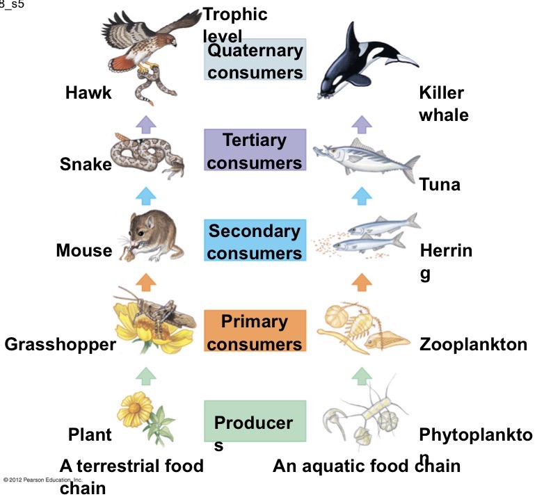 <ol><li><p>Producers</p></li><li><p>Primary Consumers</p></li><li><p>Secondary Consumers</p></li><li><p>Tertiary Consumers</p></li><li><p>Quaternary Consumers</p></li></ol><p></p>
