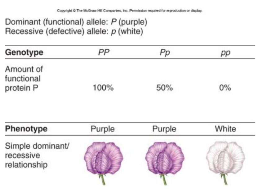 <p>• Du pagrindiniai aiškinimai: </p><p>1. 50% normalaus baltymo kiekio pakanka jo ląstelinei funkcijai atlikti </p><ul><li><p>Paveikslas </p></li></ul><p>2. Heterozigotoje gali susidaryti daugiau nei 50% veiklaus baltymo </p><ul><li><p>Normalus alelis yra aktyvuojamas (“up-regulated”) defektyvaus alelio nulemtam funkcijos nebuvimui kompensuoti</p></li></ul><p></p>