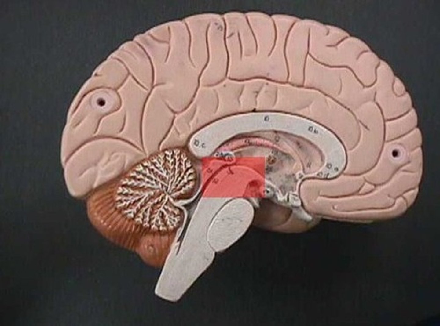 <p>The uppermost part of the brainstem, involved in visual and auditory reflexes.</p>