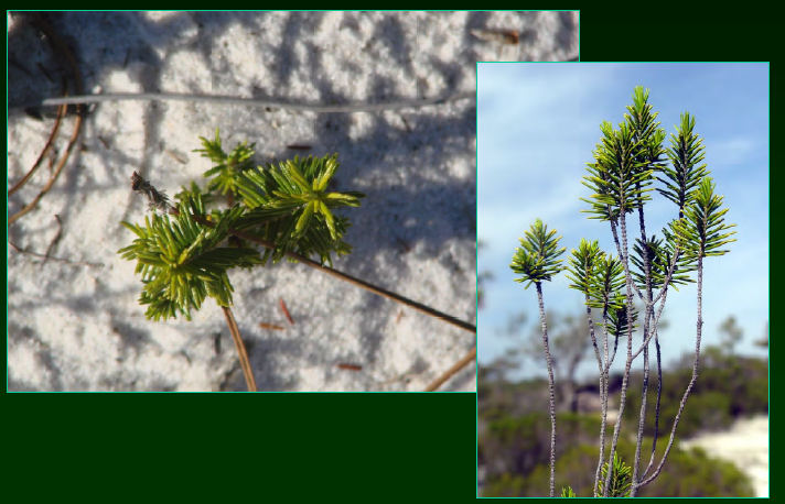 <p>•</p><p>Ericaceae</p><p>•</p><p>Monotypic genus</p><p>•</p><p>Key Characters:</p><p>•</p><p>Needle-like leaves</p><p>•</p><p>Sandy habitat</p><p>•</p><p>‘six-ranked’ leaves</p>