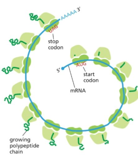 <p>polyribosomes</p><ul><li><p>It is not an accident that these look like circular mRNAs, as proteins at the 5’ cap and the 3’ polyA tail interact with initiation complexes to ensure ribosomes translate only intact mRNAs.</p></li></ul><p></p><p></p>
