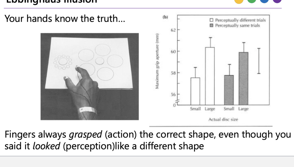 <p><span>Even when people </span><strong>perceived</strong><span> the center disc as a different size, their fingers still opened to the </span><strong>correct actual size</strong><span> when they reached out to grasp it.</span><br><br><span>It supports the idea that </span><strong>perception and action use somewhat different visual processing systems</strong><span>. The system you use to consciously judge what something “looks like” can be fooled by context, while the system guiding your grasp is more tuned to the object’s real physical size.</span></p>