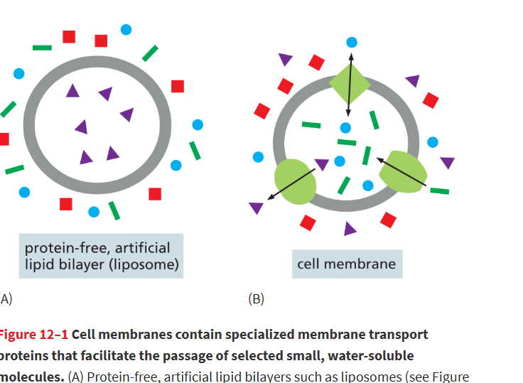 <p>Any transmembrane protein in lipid bilayer that provides a passageway for the movement of select substances across a cell membrane.</p>