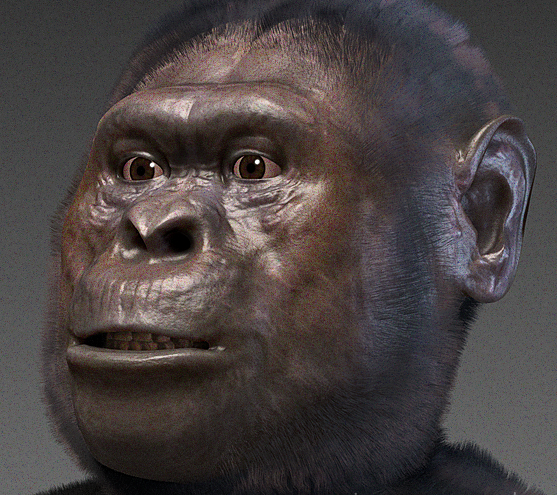 <p>came from eastern and southern Africa from 2.5 to 4 million years ago. forensic evidence demonstrates that they were able to roam in trees. 1/3 the size of OUR brains and did not use very complex tools</p>