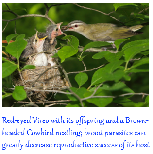 <ul><li><p>within species (e.g., egg dumping in ducks) or between species (e.g., cowbirds and cuckoos laying in “host” nests)</p><ul><li><p><u>egg dumping</u>: deposit 1-2 eggs into conspecific nests as “insurance” </p></li><li><p><u>obligate brood parasitism</u>: lay eggs in nests of other species and leave the young to be raised by “host”</p></li></ul></li></ul><p></p>