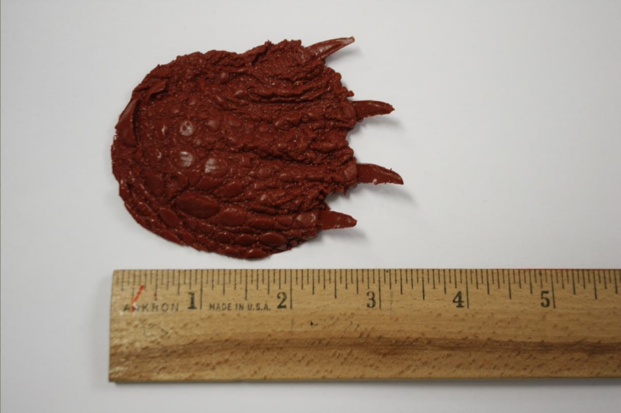 <p>Name this animal track</p>