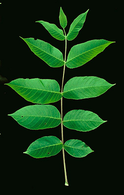 <p>butternut</p><p><em>Juglans cinerea</em></p><p>Juglandaceae</p>