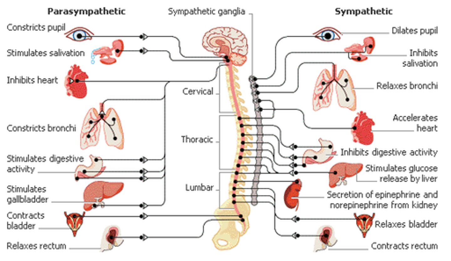 <p>The Parasympathetic Nervous System</p><p>Think: "Rest and Digest"</p>