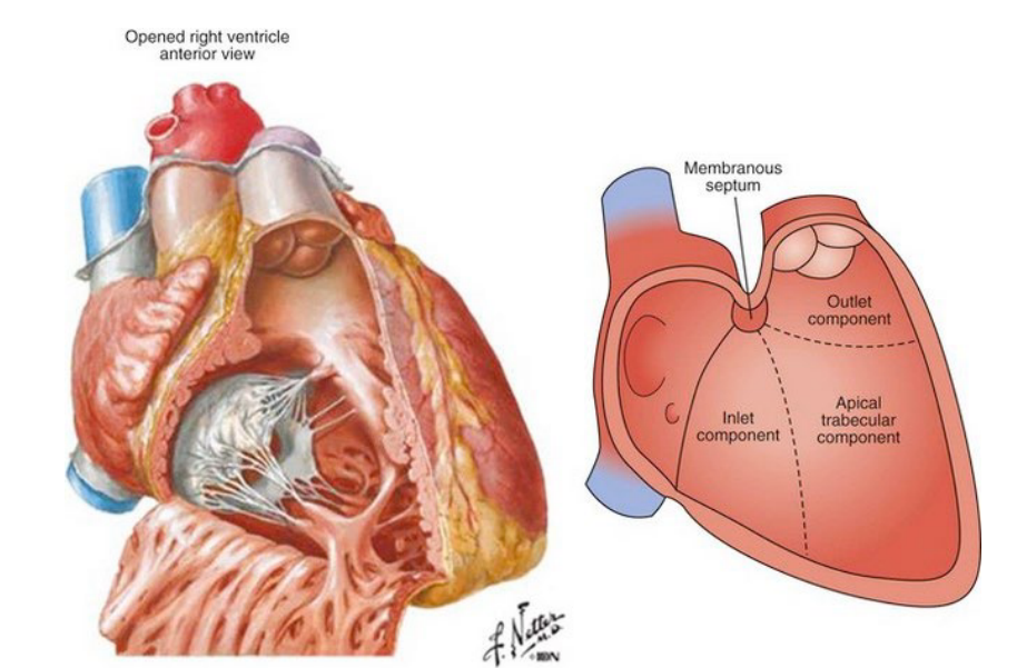 <p>Inlet</p><p>Trabecular (Apical)</p><p>Outlet</p>