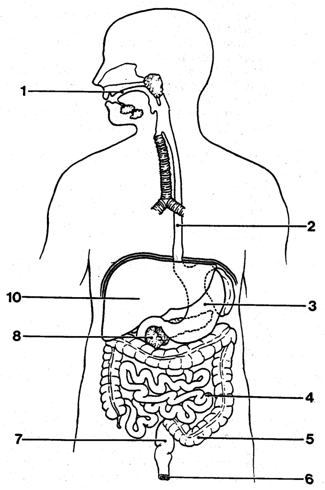 <p>What is the organ labeled 3?</p>