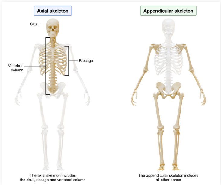 <p>The “<strong>central bones</strong>” of the endoskeleton</p><ul><li><p>Includes the skull, vertebral column, and rib cage</p></li></ul><p></p>