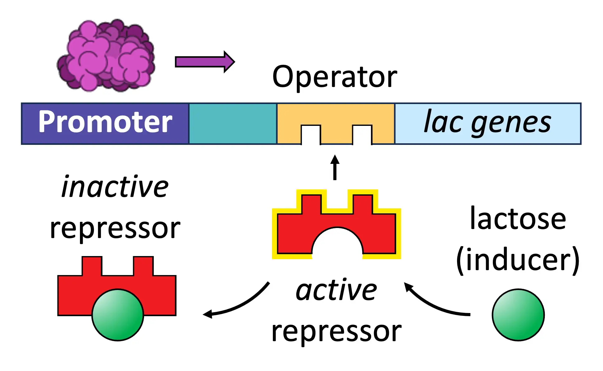 <p>Explain the Lac Operon and how it works</p>