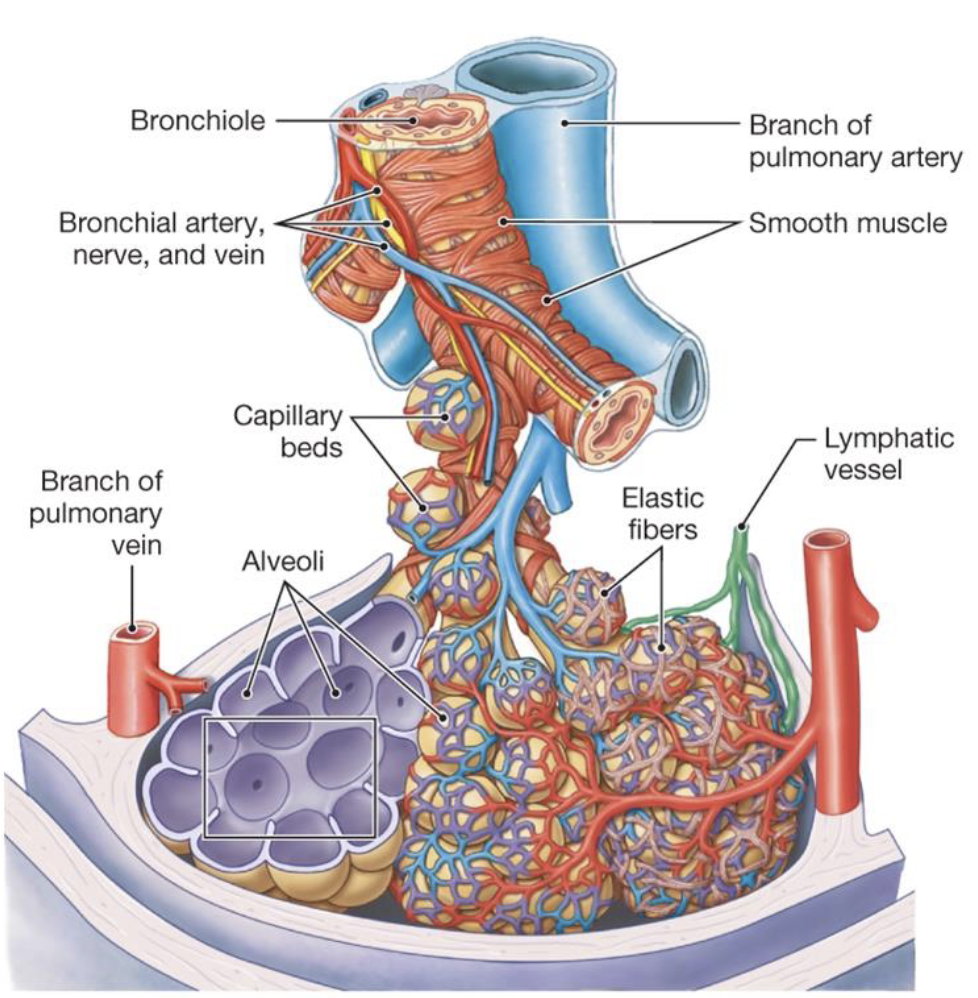 <ul><li><p>microscopic, thin-walled air sacs that are the primary site of gas exchange within the lungs, which facilitate the rapid and efficient exchange of O2 from inhaled air into the blood and CO2 from the blood into the alveolar air for exhalation</p></li><li><p>where gas exchange occurs</p></li><li><p>want to have a thin membrane for oxygen to enter the bloodstream and CO2 to exit the bloodstream</p></li><li><p>capillary beds surround in order to facilitate gas exchange</p></li><li><p>lots of moisture and high humidity surrounding the membrane sacs</p></li></ul><p></p>
