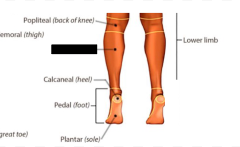 <p>what anatomical region is this?</p>