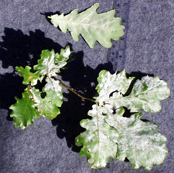<p>common name</p>