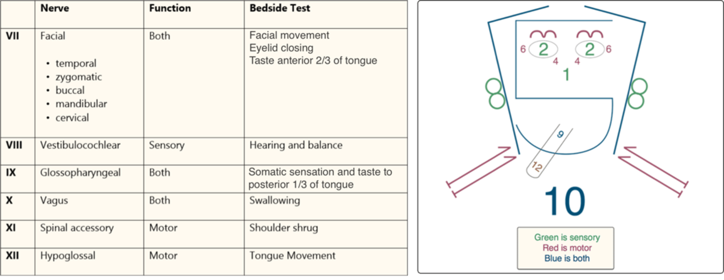 <p>Glossopharyngeal</p><p>Both</p><p>Somatic sensation and taste to posterior 1/3 tongue</p>