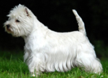 <p>welk type hond is dit</p>