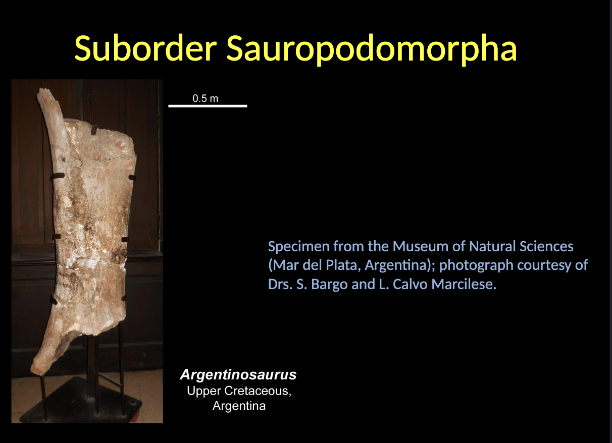 <ul><li><p>ARGENTINOSAURUS is the largest sauropodomorpha </p></li><li><p>Upper CRETACEOUS </p></li><li><p>Argentina </p></li></ul><p></p>