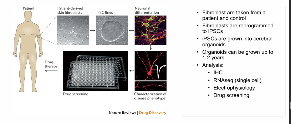 <p>zitten in medium, niet onder </p><p>binnenkant van bolletjes gaan dood, in stukjes hakken doorgroeien </p><p>duurt lang voordat die dingen groeien</p>