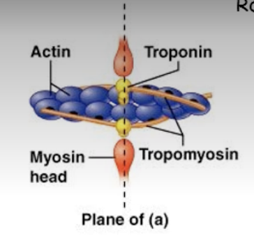 <ul><li><p>thin filaments made up of actin, dark spot represents the myosin binding site on the actin</p></li><li><p>can see other thin filament proteins which include tropomyosin which is the gold thread</p></li><li><p>the tropomyosin covers the myosin biding site on the thin filaments</p></li><li><p>proteins troponin which there are three of<br>   - troponin regulates the position of tropomyosin</p></li><li><p>in red, those are the myosin heads</p></li><li><p>in this position the myosin can not form a cross bridge with the thin filaments because tropomyosin covers up the myosin binding site on the actin<br>  - the muscle is relaxed</p></li></ul><p></p>