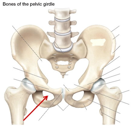 <p>Hip Bone</p>