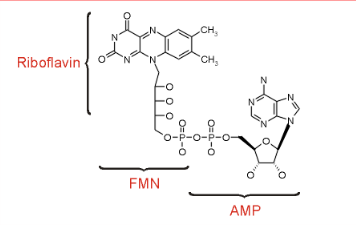<ul><li><p>FMN (flavin mononucleotide) is a prosthetic group of some flavoproteins</p></li><li><p>it is similar in structure to FAD (flavin adenine dinucleotide), but lacking the adenine nucleotide</p></li><li><p>FMN (like FAD) can accept 2 e- + 2H+ to form FMNH2</p></li></ul><p></p>