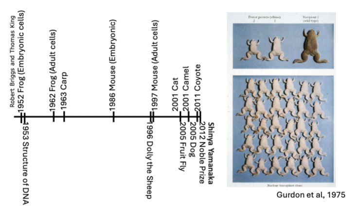 <p>John B. Gurdon. (1962). The developmental capacity of nuclei taken from intestinal epithelium cells of feeding tadpoles.</p>