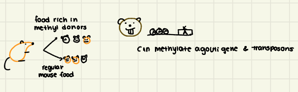 <p>The study of how <span style="color: red;">genes and nutrition interact</span>. Allelic differences predict how your body will likely respond to certain nutrients.</p><p></p>