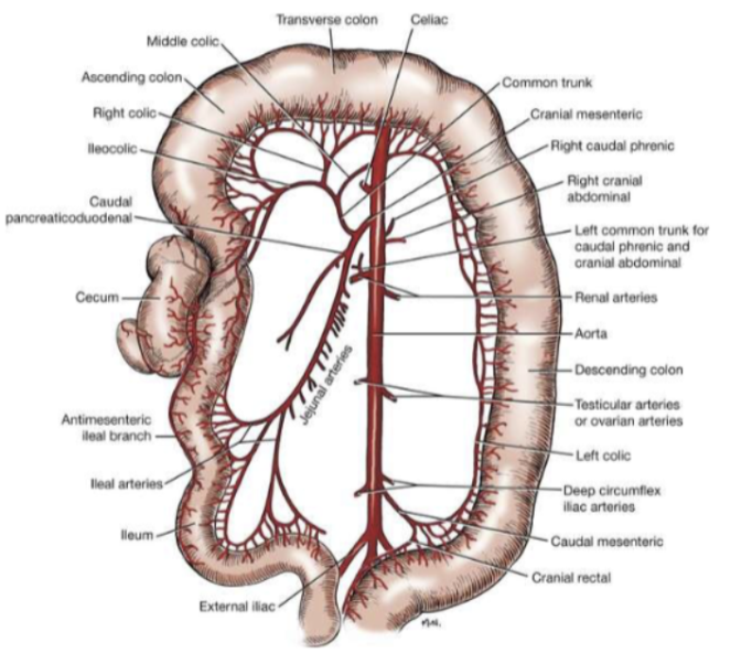 <ol><li><p>Ascending</p></li><li><p>Transverse</p></li><li><p>Descending colon</p></li></ol><p></p>