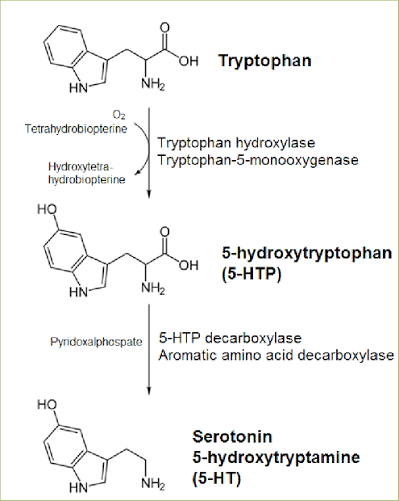<ul><li><p>tryptophan</p></li></ul><p></p>