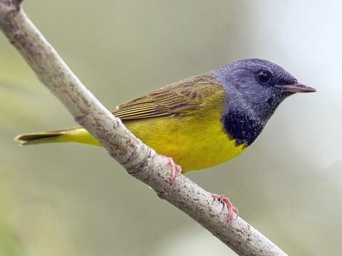 <p>Mourning Warbler</p>