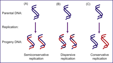 <p>Define conservative model</p>