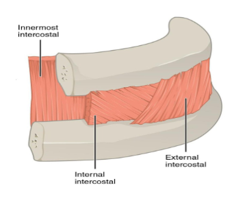 <ul><li><p>external </p></li><li><p>internal </p></li><li><p>innermost</p></li></ul><p></p>