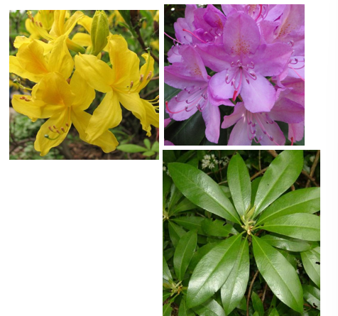 <p>Bladeren langwerpig, gaaf, leerachtig en glanzend</p><p>Bladeren in een spiraalvorm ingeplant</p><p>zeer opvallende grote bloemen</p>