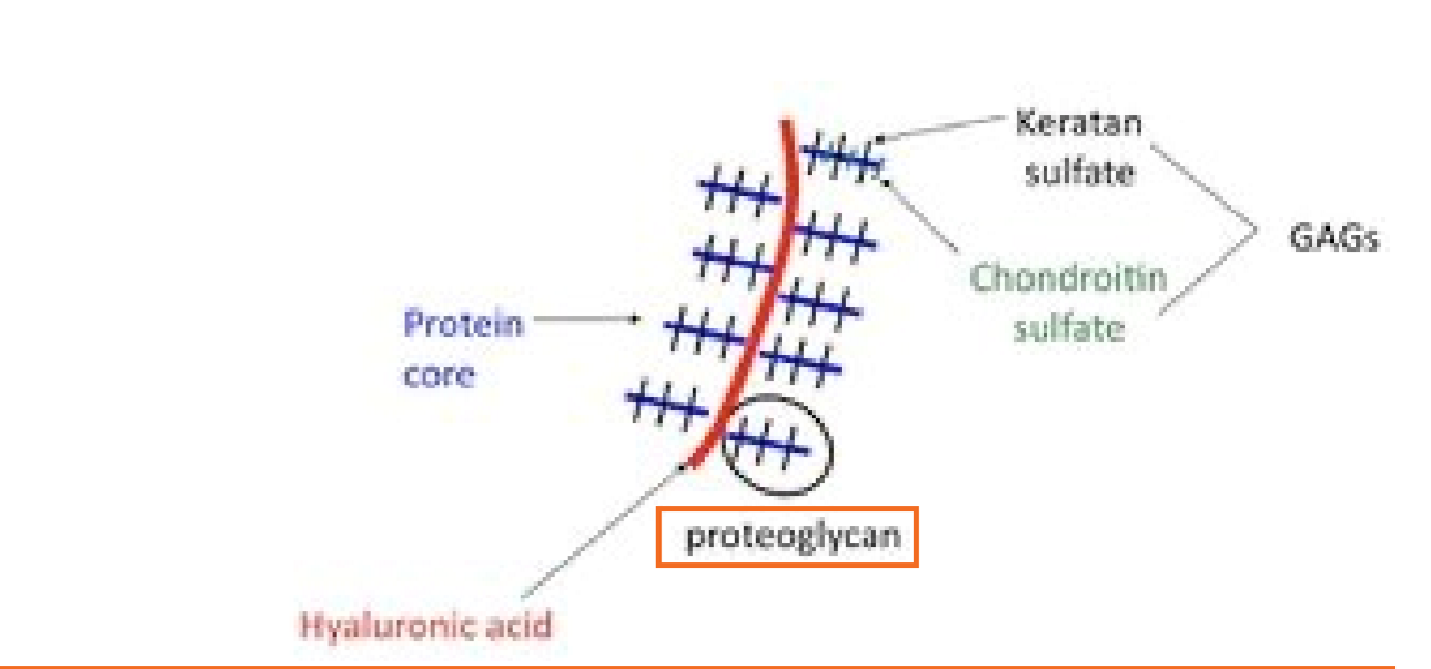 <p><span>Gigantic molecules shaped like bottle brushes </span></p>