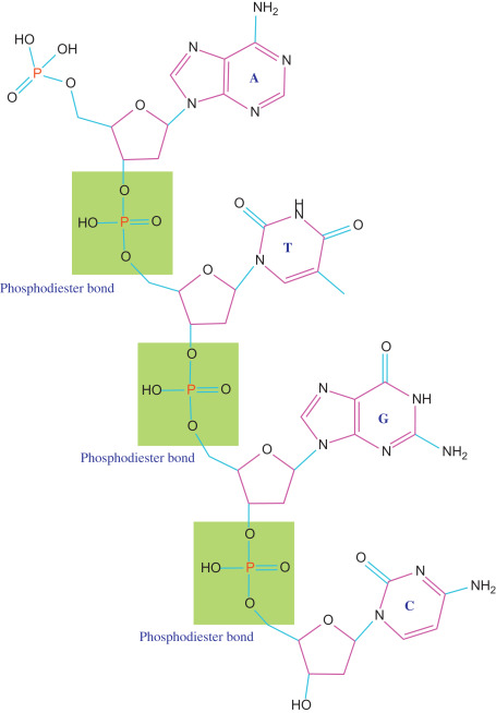 <p>Phosphodiester Bond</p>
