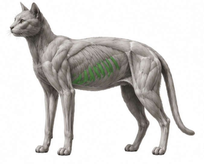 <p>What cat muscle is this?</p>
