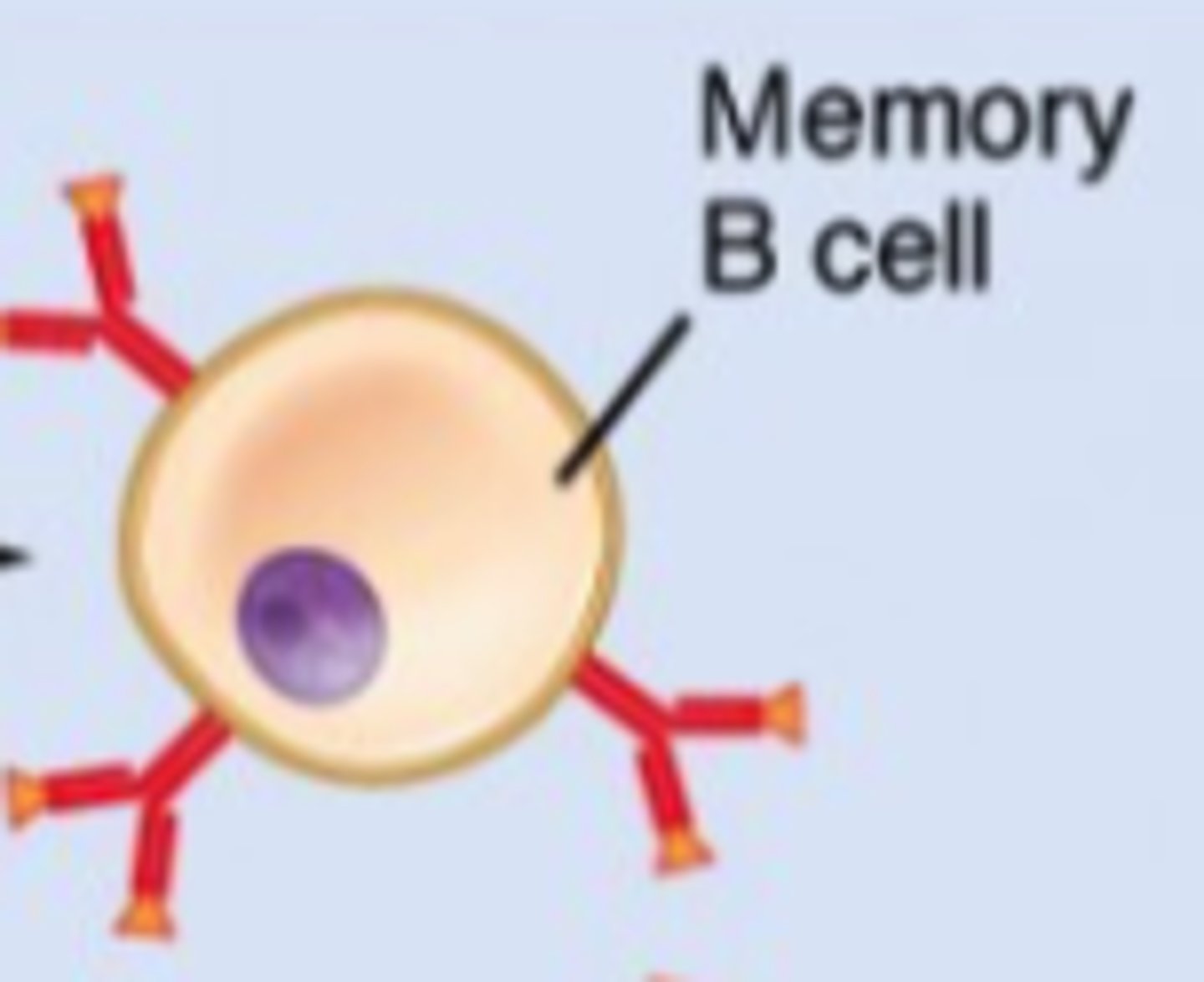 <p>memory cells</p><p>(Note: circulate the</p><p>body, proliferate,</p><p>and respond quickly</p><p>(via antibody synthesis)</p><p>to eliminate subsequent</p><p>invasion by the same antigen)</p>
