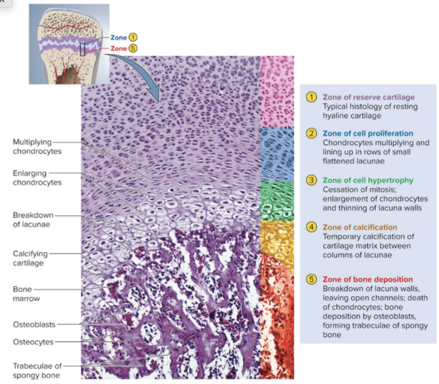 <ol><li><p><span>Zone of reserve cartilage typical hiusology of resting hyaline cartlage. </span></p></li><li><p><span>Zone of cell proliferation. chondrocytes multiplying and lining up in rows of small flatted lacunae. </span></p></li><li><p><span>Zone of cell hypertrophy. Chrondrocytes engage, lacuna walls thin. </span></p></li><li><p><span>Zone of calcification. Calcification of cartilage matrix between columns of lacuna.</span></p></li><li><p><span>Zone of bone deposition. Lacuna walls breadown. Chondrocytes are replaced by osteoblast that deposit bone matrix to form trabiculae in lines of mechanical stress forming spongy bone. </span></p></li></ol><p></p>